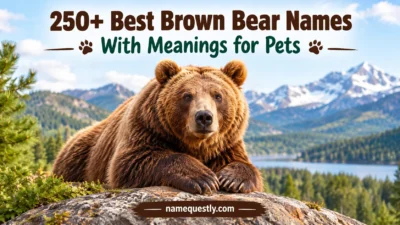 Best Brown Bear Names With Meanings for Pets